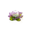 Green Pink Soliflore - Jardin de Lotus Daum