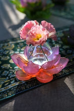 Amber Pink Soliflore - Jardin de Lotus Daum