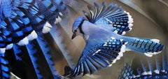 Blue Jay Sculpture - 2073 Monarch Custom Glass