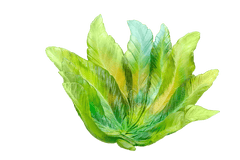 Bornéo Bowl by Emilio Robba 375 ex Daum