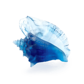 Coral Sea Large Conch Shell Daum