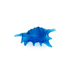 Coral Sea Small Shell Daum