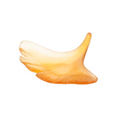 Ginkgo Leaf Daum