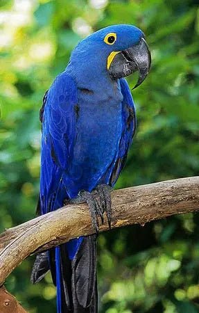 Hyacinth Athena Vase - 2115 Monarch Custom Glass