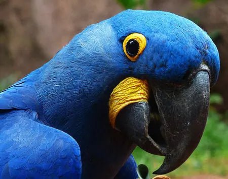 Hyacinth Mercury Vase - 2076 Monarch Custom Glass