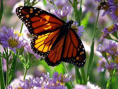 Indigo Monarch Athena Vase - 1741 Monarch Custom Glass