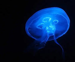 Jade Illumen Vase - 2062 Monarch Custom Glass