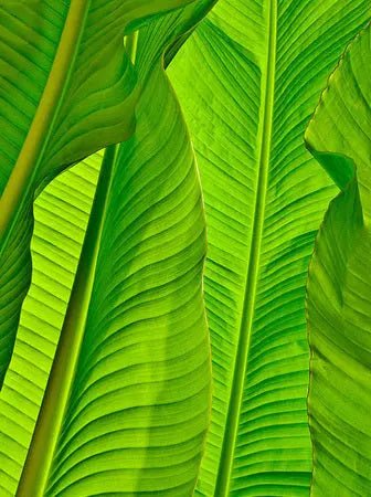 Jade Leaf Athena Vase - 1999 Monarch Custom Glass