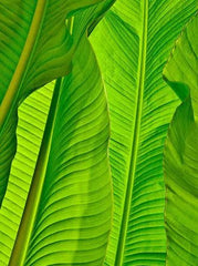 Jade Leaf Athena Vase - 1999 Monarch Custom Glass