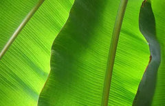 Jade Leaf Athena Vase - 1999 Monarch Custom Glass