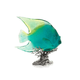 Maya Turquoise Royal Angelfish Daum