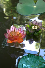 Amber Pink Incense Holder - Jardin de Lotus Daum