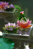 Green Pink Decorative Flower - Jardin de Lotus Daum