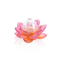 Amber Pink Soliflore - Jardin de Lotus Daum