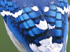 Blue Jay Sculpture - 2073 Monarch Custom Glass