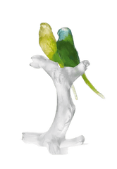 Budgerigars Bird Couple on Branch Daum