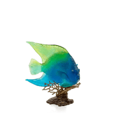 Coral Sea Ambre Green Royal Angelfish Daum