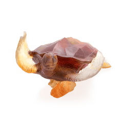 Coral Sea Large Amber Grey Sea Turtle Daum