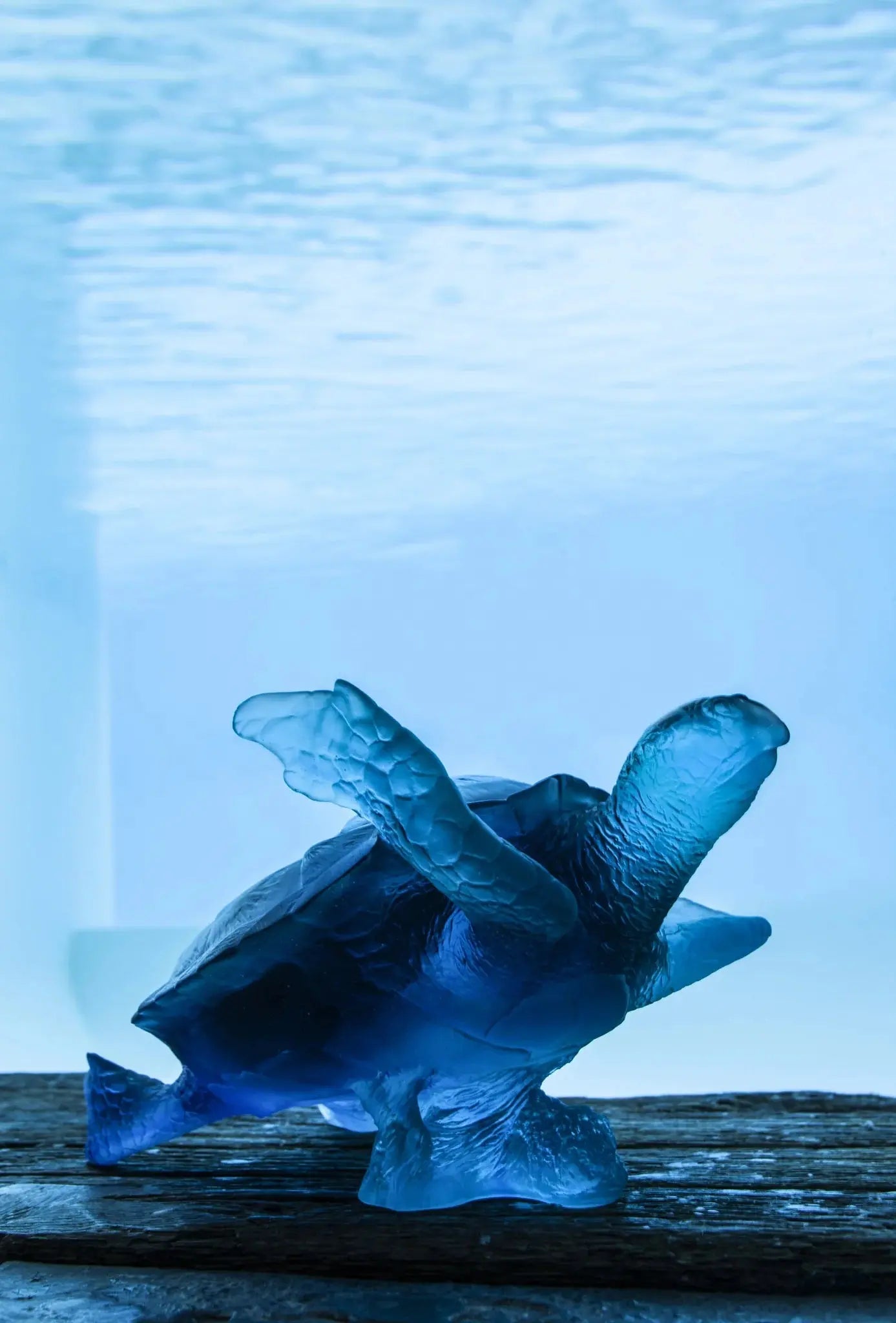 Coral Sea Large Blue Sea Turtle Daum