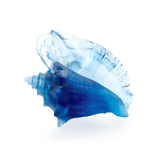 Coral Sea Large Conch Shell Daum