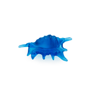 Coral Sea Small Shell Daum