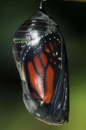 Indigo Monarch Athena Vase - 1741 Monarch Custom Glass