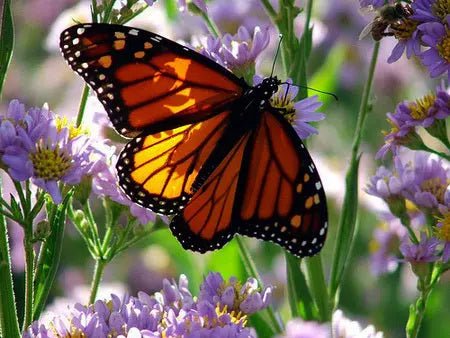 Indigo Monarch Athena Vase - 1741 Monarch Custom Glass