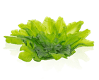 LARGE BOWL Daum - Crystal House