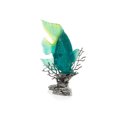Maya Turquoise Royal Angelfish Daum