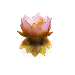 Medium Vase - Jardin de Lotus Daum - Crystal House