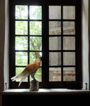 Saker Hawk by Madeleine van der Knoop 375 ex Daum - Crystal House