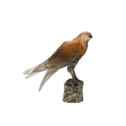 Saker Hawk by Madeleine van der Knoop 375 ex Daum